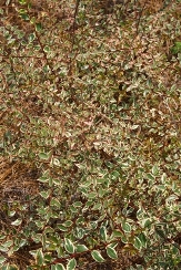 Hopley's Golden Variegated Glossy Abelia, Abelia x grandiflora 'Hopley's', Linnaea x grandilfora